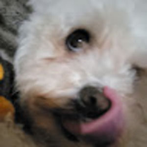 Meet your Posher, Daisy